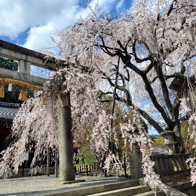 f:id:atoriatoriatori:20250330175126j:image