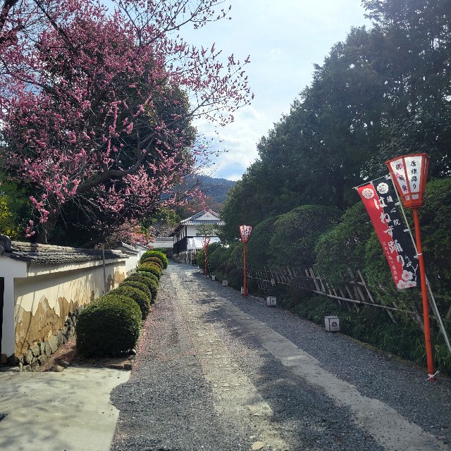 f:id:atoriatoriatori:20250330202408j:image