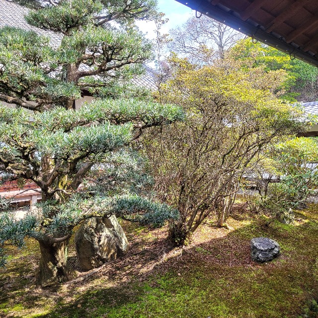 f:id:atoriatoriatori:20250401083645j:image