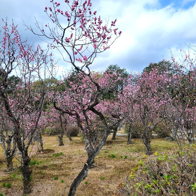 f:id:atoriatoriatori:20250401132814j:image