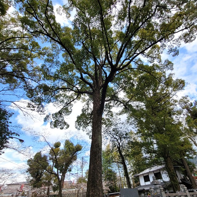 f:id:atoriatoriatori:20250401143950j:image