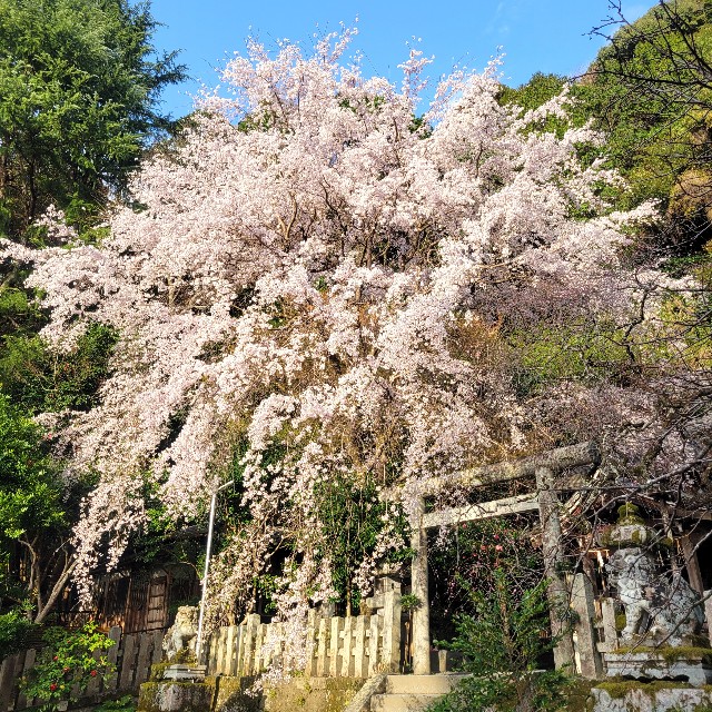 f:id:atoriatoriatori:20250402192627j:image
