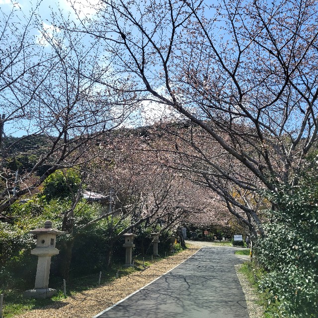 f:id:atoriatoriatori:20250403212405j:image