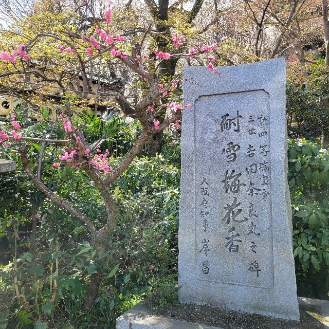 f:id:atoriatoriatori:20250404072449j:image