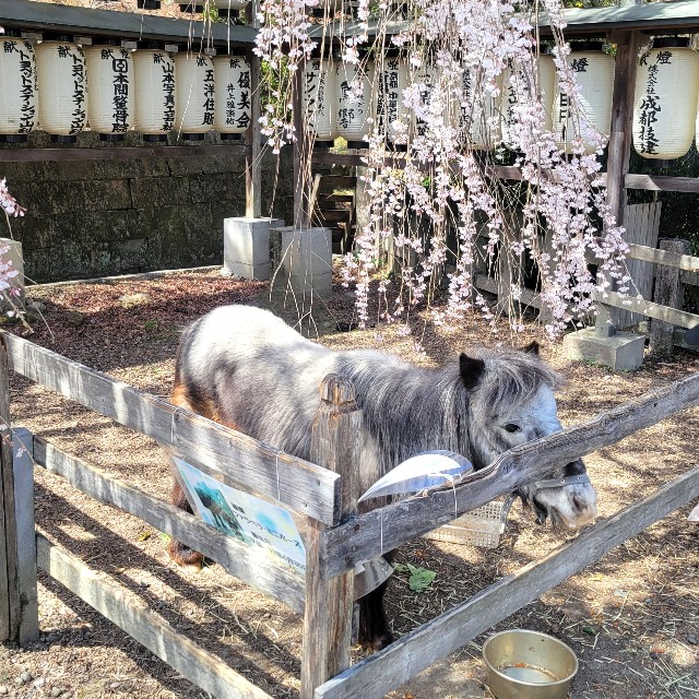 f:id:atoriatoriatori:20250404072457j:image