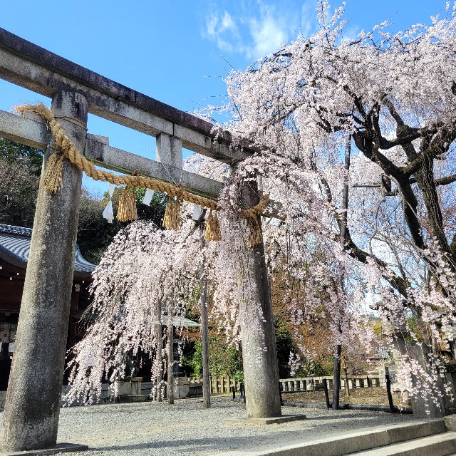 f:id:atoriatoriatori:20250404073959j:image
