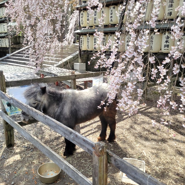 f:id:atoriatoriatori:20250404090422j:image