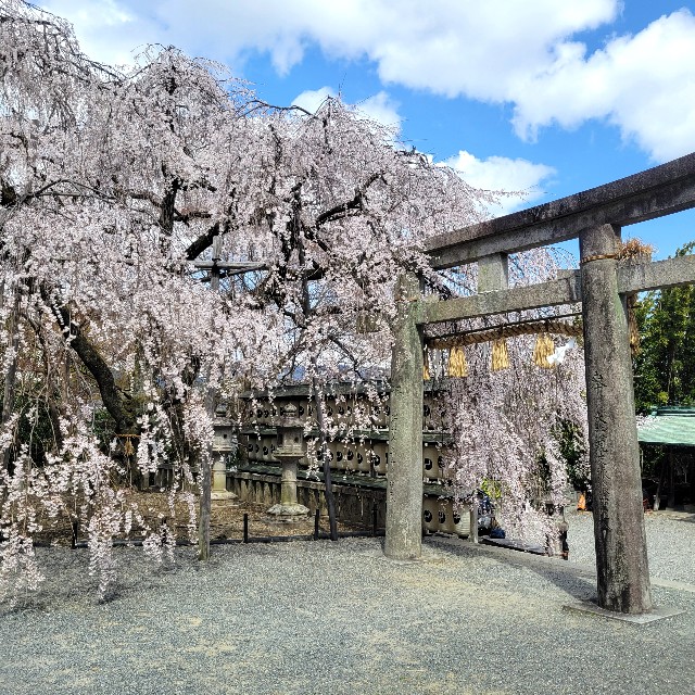 f:id:atoriatoriatori:20250404090514j:image