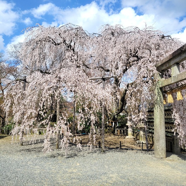 f:id:atoriatoriatori:20250404090523j:image