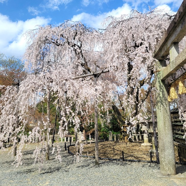 f:id:atoriatoriatori:20250404090534j:image