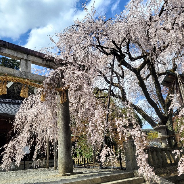 f:id:atoriatoriatori:20250404090544j:image