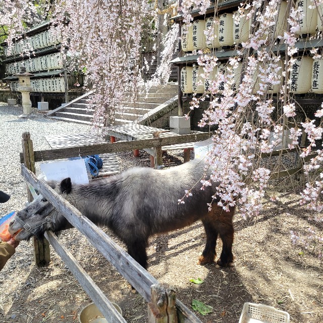 f:id:atoriatoriatori:20250404091206j:image