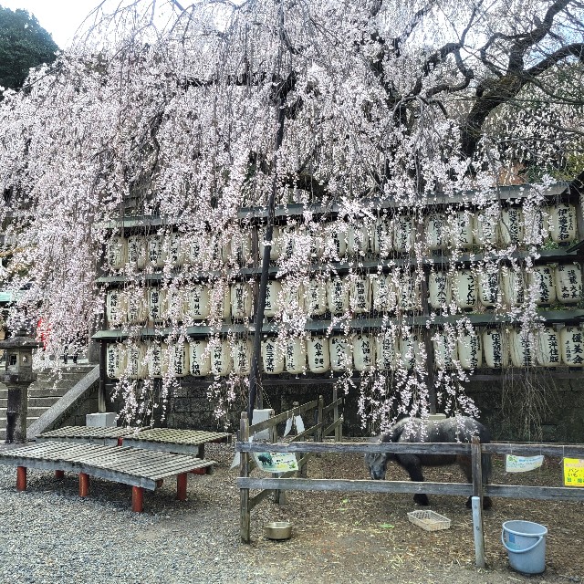 f:id:atoriatoriatori:20250404094440j:image