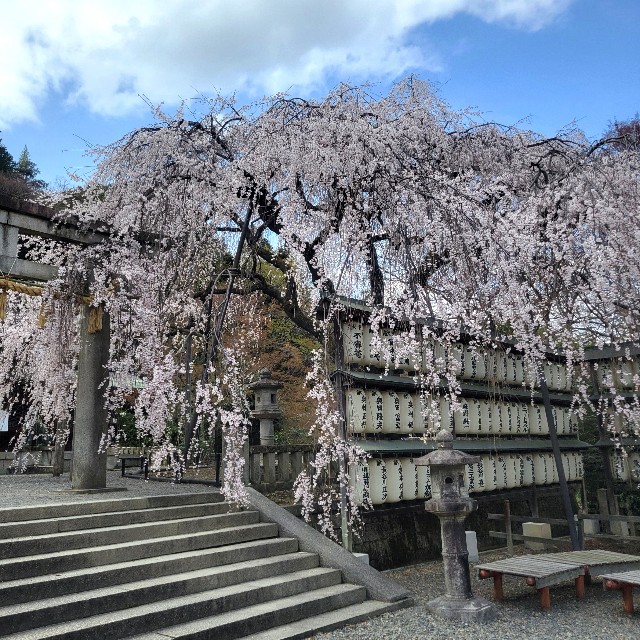 f:id:atoriatoriatori:20250404094505j:image