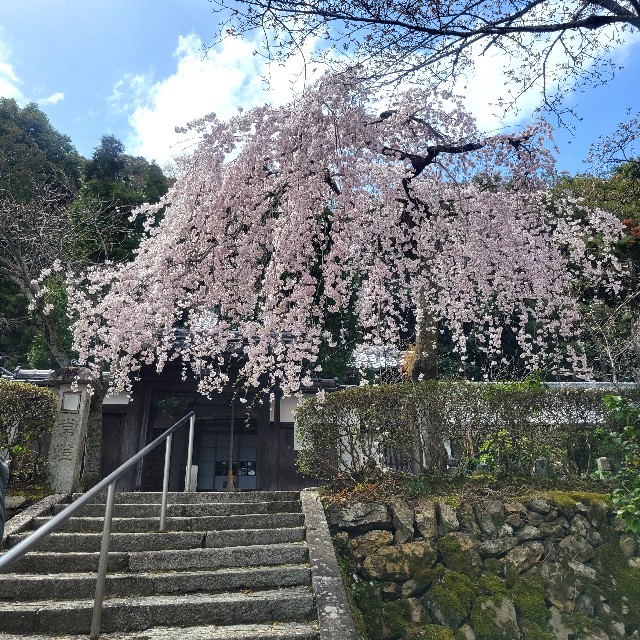 f:id:atoriatoriatori:20250405091420j:image