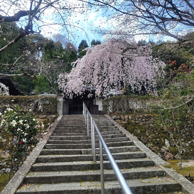 f:id:atoriatoriatori:20250405091834j:image