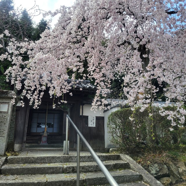 f:id:atoriatoriatori:20250405095204j:image