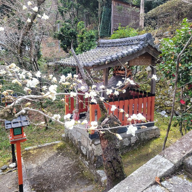 f:id:atoriatoriatori:20250405104638j:image