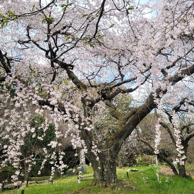 f:id:atoriatoriatori:20250405150956j:image