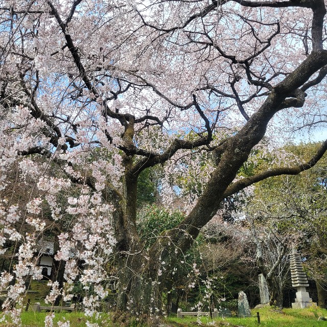 f:id:atoriatoriatori:20250405151005j:image