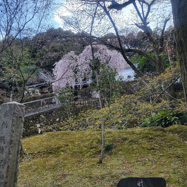 f:id:atoriatoriatori:20250405151908j:image