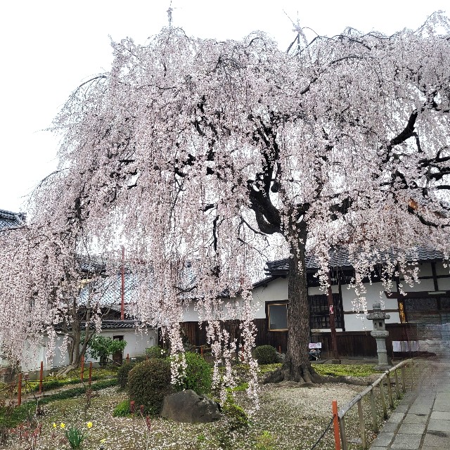 f:id:atoriatoriatori:20250407094706j:image