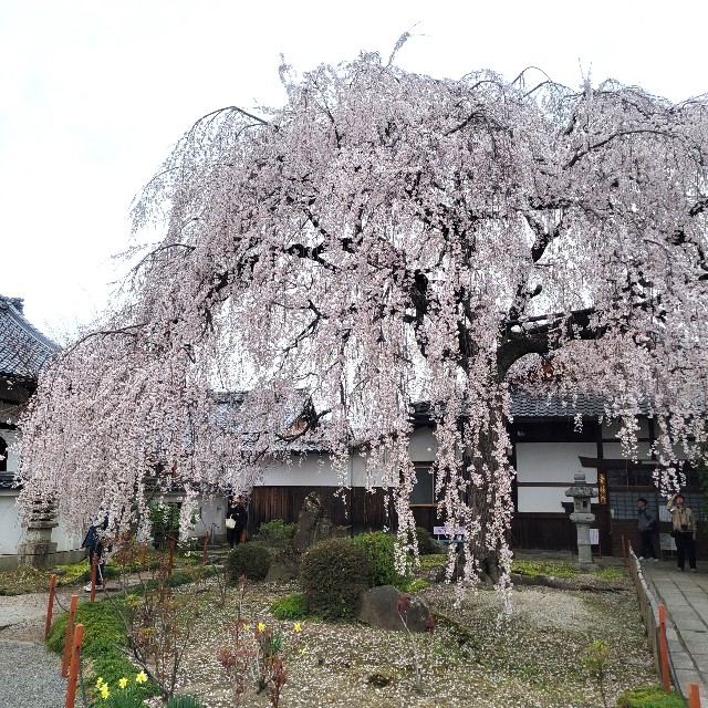 f:id:atoriatoriatori:20250407094723j:image