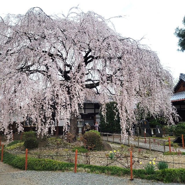 f:id:atoriatoriatori:20250407094753j:image