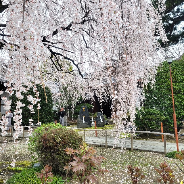 f:id:atoriatoriatori:20250407094915j:image