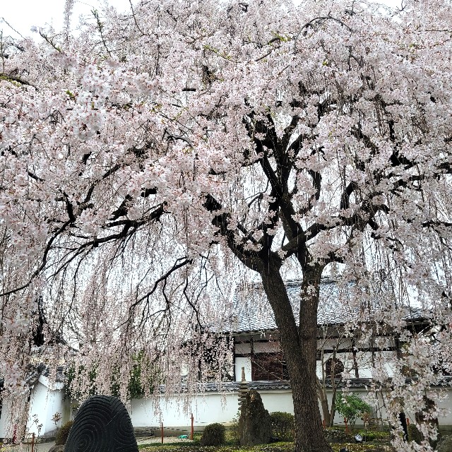 f:id:atoriatoriatori:20250407104528j:image