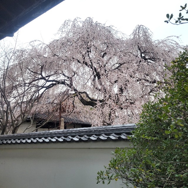 f:id:atoriatoriatori:20250407141514j:image