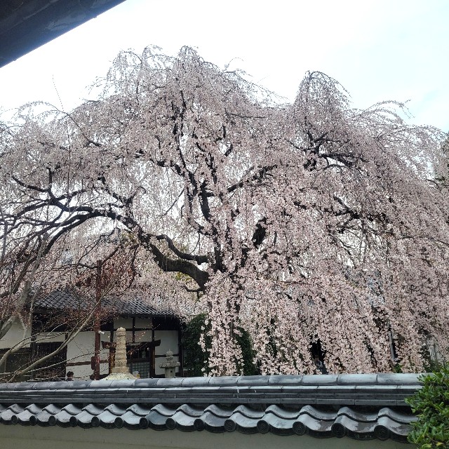 f:id:atoriatoriatori:20250407141522j:image
