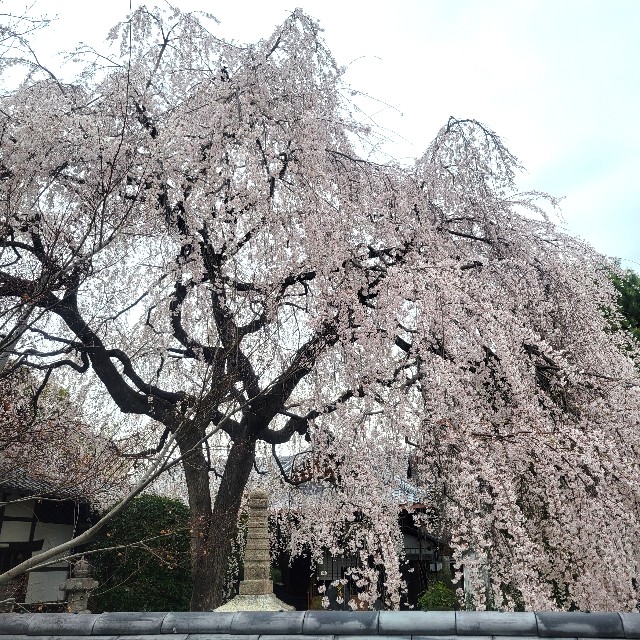 f:id:atoriatoriatori:20250407141531j:image