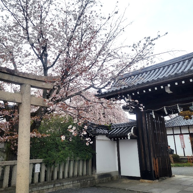 f:id:atoriatoriatori:20250407151457j:image