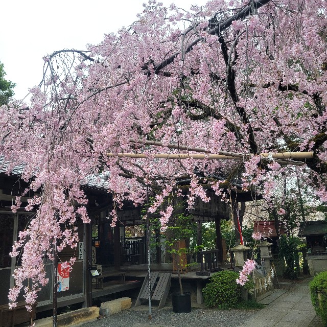 f:id:atoriatoriatori:20250407223443j:image
