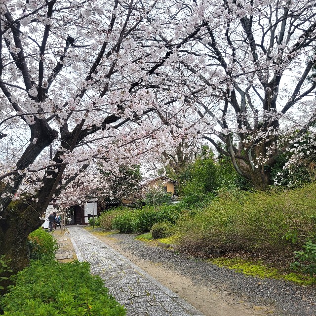 f:id:atoriatoriatori:20250409092820j:image