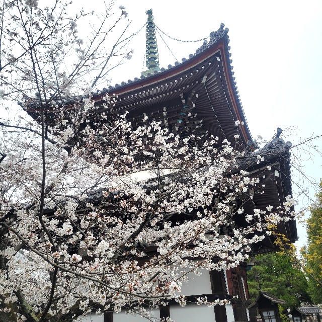 f:id:atoriatoriatori:20250409092916j:image