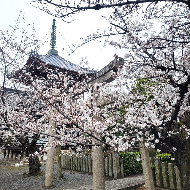 f:id:atoriatoriatori:20250409093416j:image