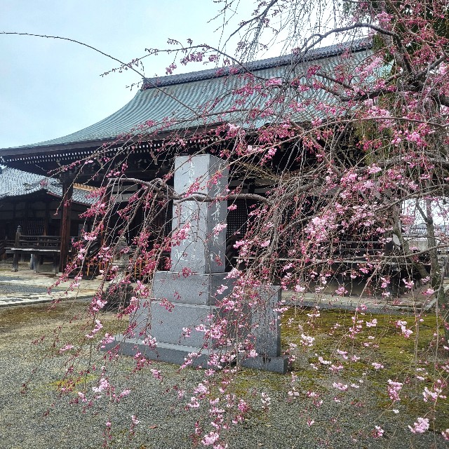 f:id:atoriatoriatori:20250409222055j:image