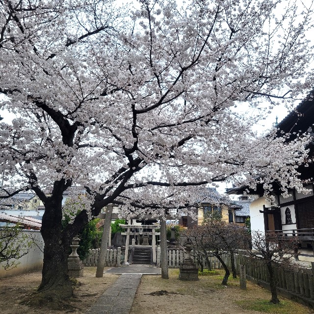 f:id:atoriatoriatori:20250410081859j:image