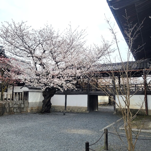 f:id:atoriatoriatori:20250410085033j:image