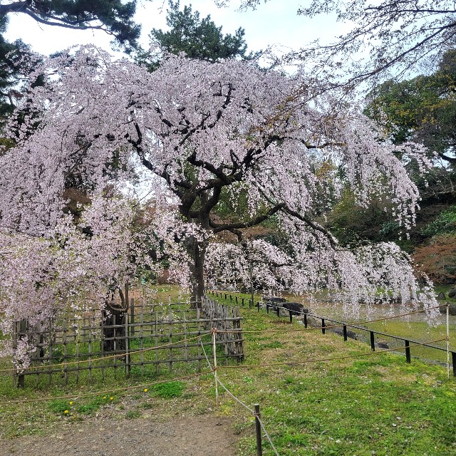 f:id:atoriatoriatori:20250411082146j:image
