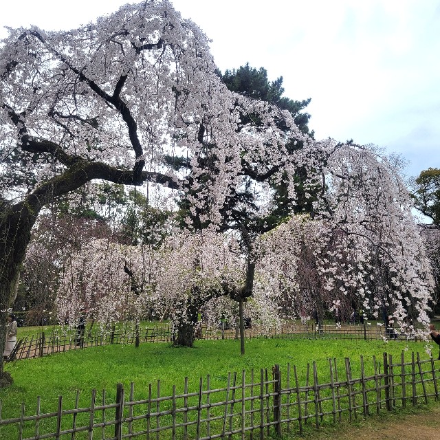 f:id:atoriatoriatori:20250411091837j:image