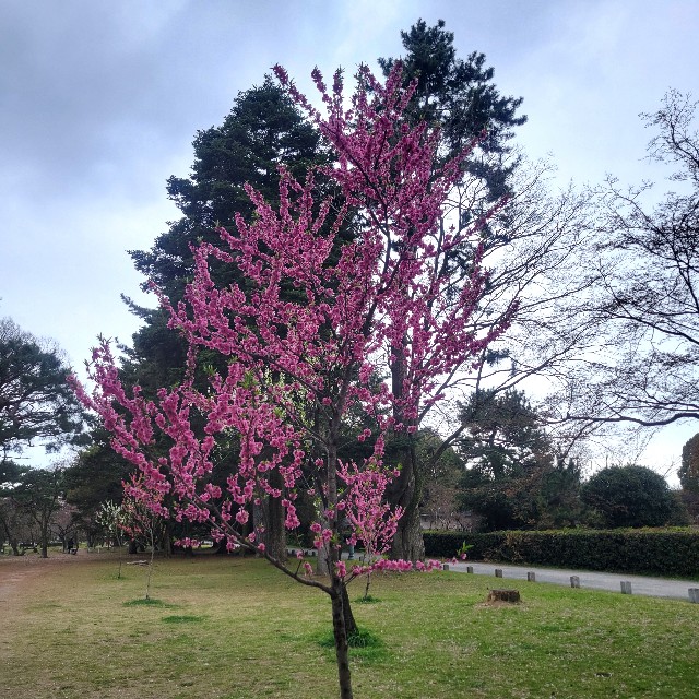 f:id:atoriatoriatori:20250411092635j:image