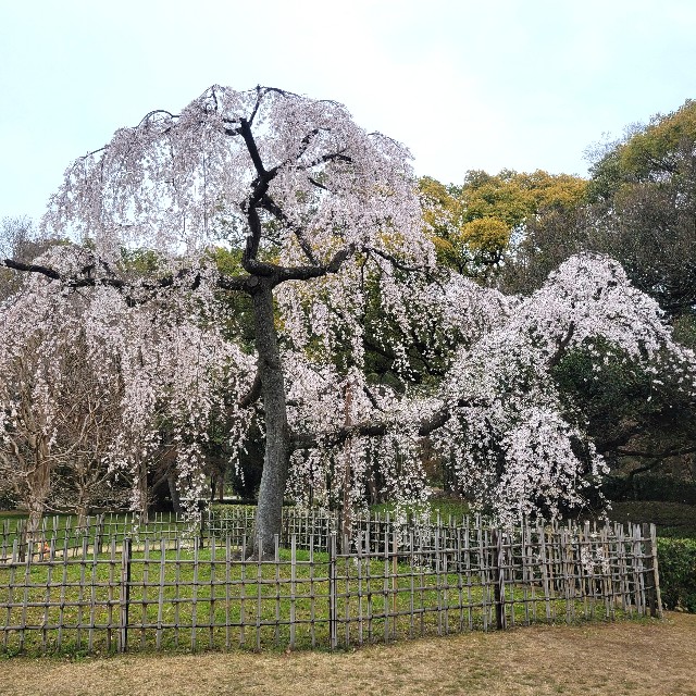 f:id:atoriatoriatori:20250411093702j:image