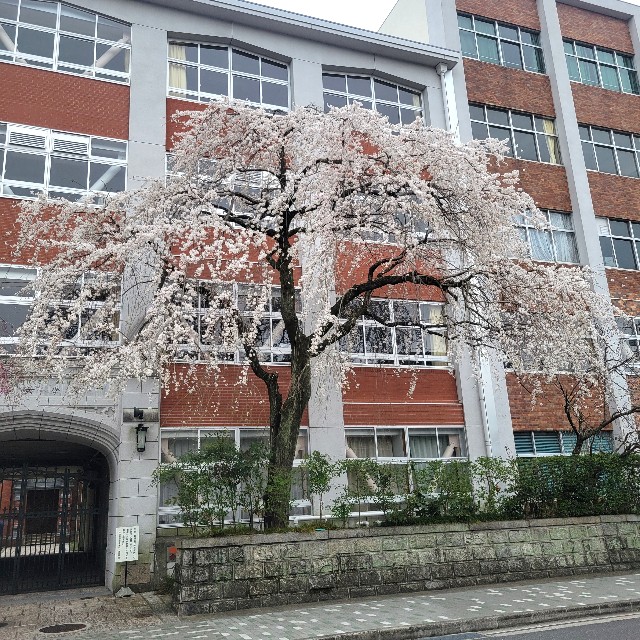 f:id:atoriatoriatori:20250411111218j:image