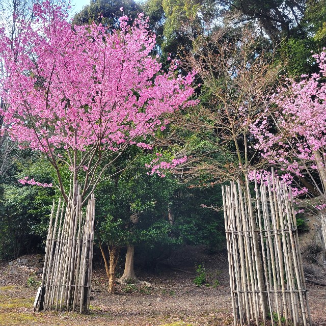 f:id:atoriatoriatori:20250411125205j:image