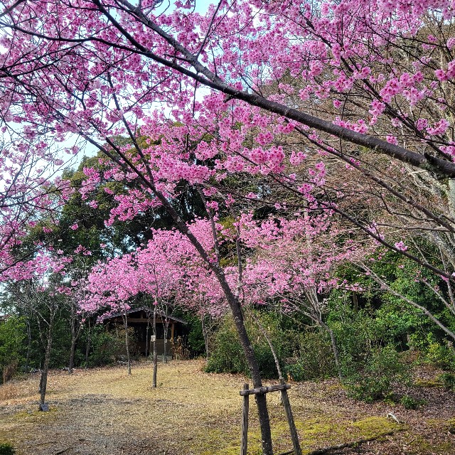 f:id:atoriatoriatori:20250411125213j:image