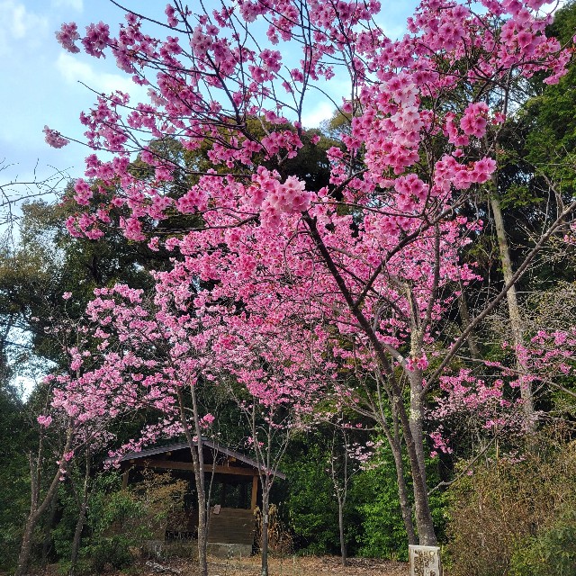 f:id:atoriatoriatori:20250411135437j:image