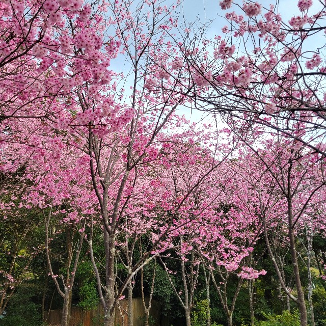 f:id:atoriatoriatori:20250411135452j:image